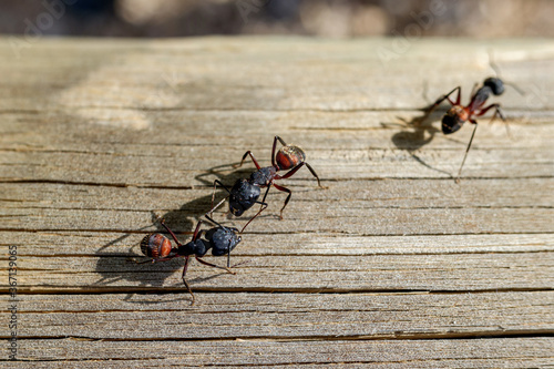 Macro of several queen ants looking for a mate to make a nest. photo