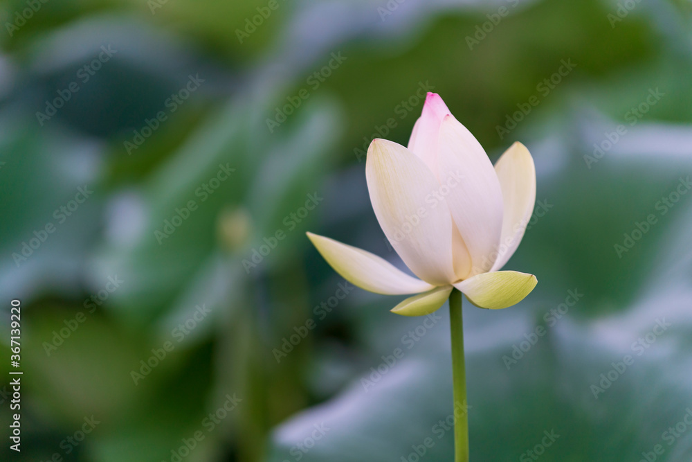 早朝のハスの花 早朝のハスの花
