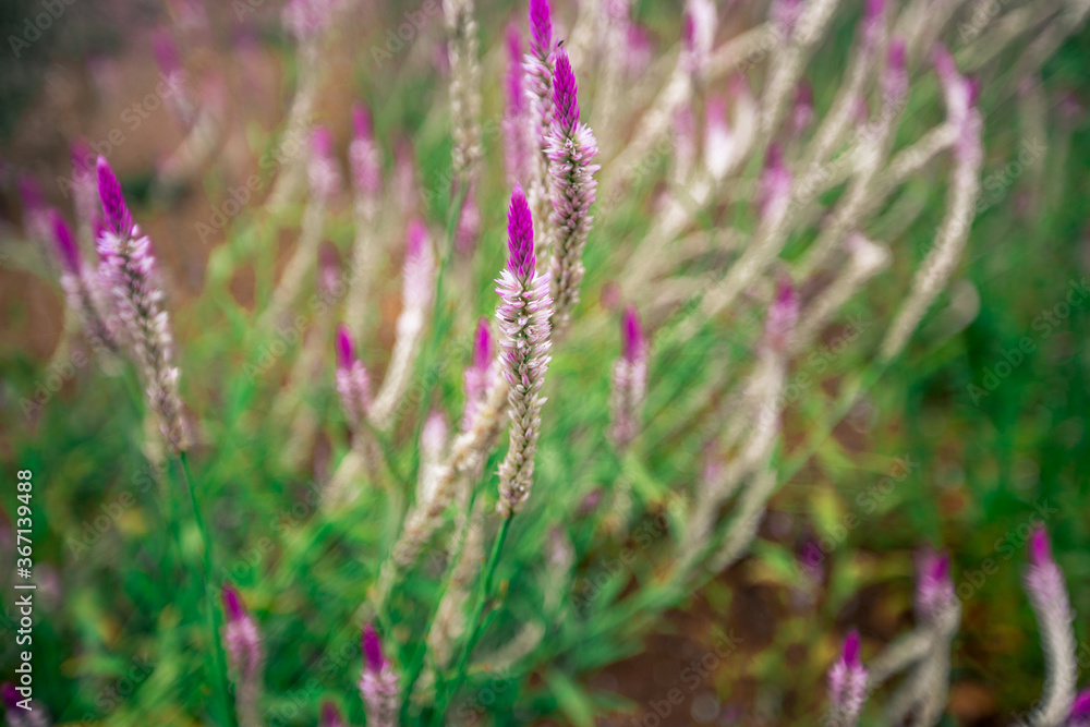 Close up natural background The blur of the flowers that grow naturally (cockscomb flowers) near the lake or the sea, beautiful colors. Close up natural background The blur of the flowers that grow naturally (cockscomb flowers) near the lake or the sea, beautiful colors.