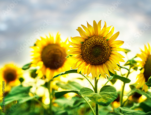 Sunflower field at sunset