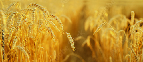 Golden wheat spikes in summer field before harvesting