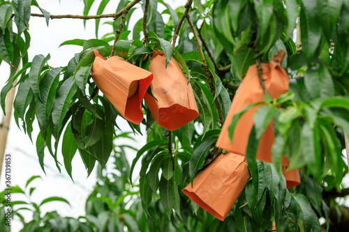 袋掛けされた岡山の白桃