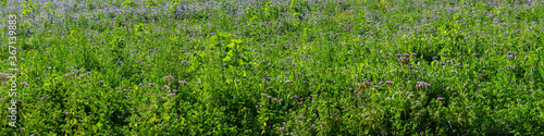 Panorama of a meadow with purple tansy and different wild flowers filling the frame