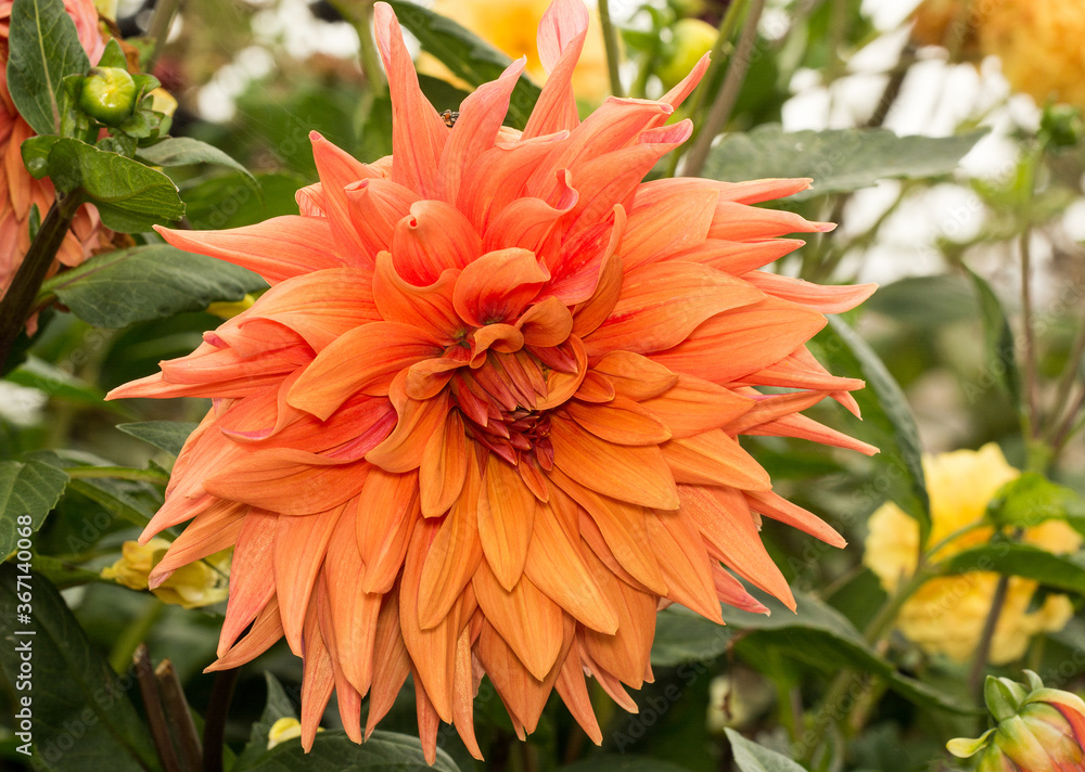 Mophead dahlia growing in a bed of various Dahlias in England, UK
Mophead dahlia growing in a bed of various Dahlias in England, UK