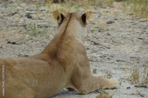 African lions hunting for zebras and ostriches in Etosha National Park, Namibia photo