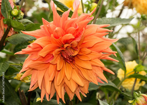 Mophead dahlia growing in a bed of various Dahlias in England, UK
