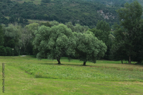 landscape with trees in Navarra, Spain