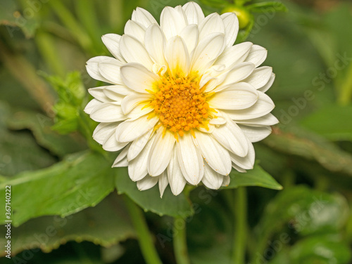 A close up image of a beautiful White Boder Dahlia in August. photo