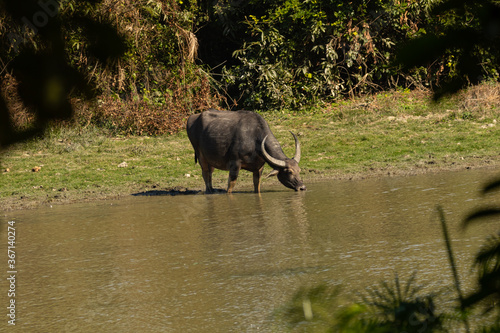A wild water buffalo drinking water at a wild life sanctuary in Assam India on 7 December 2016