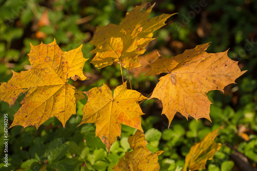 A close up image of Maple leaves in Autumn . These have turned a beautiful orange colour.