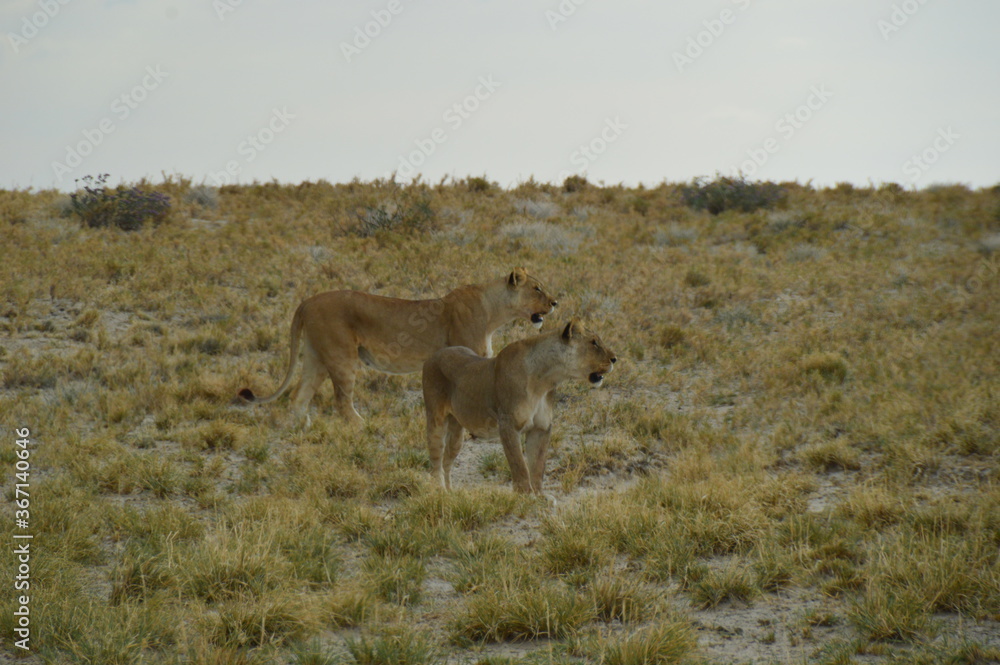 African lions hunting for zebras and ostriches in Etosha National Park, Namibia African lions hunting for zebras and ostriches in Etosha National Park, Namibia