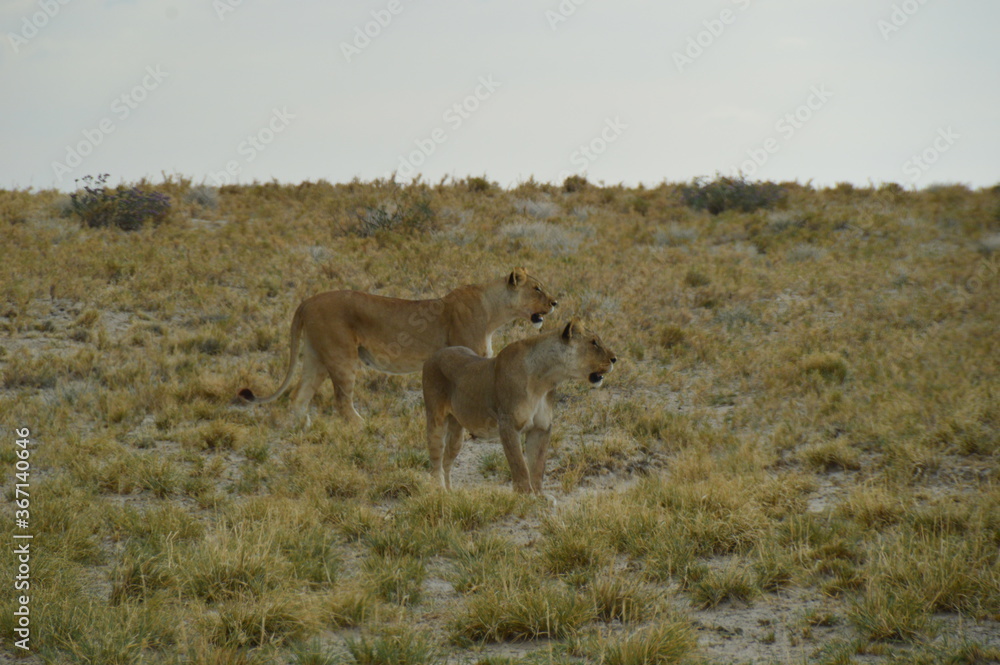 African lions hunting for zebras and ostriches in Etosha National Park, Namibia