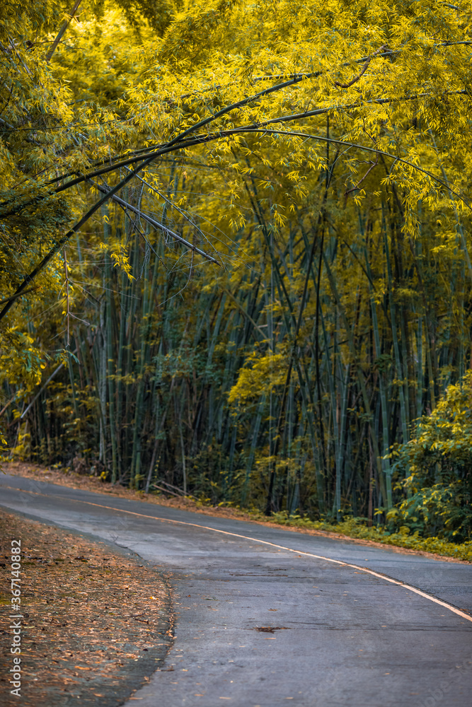 Obraz premium The blurry abstract background of bamboo trees that make up the tunnel between the roads, the beauty of nature while traveling, with cool breezes.