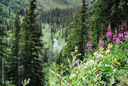 Fototapeta Naklejka Na Ścianę i Meble -  Alaska- Beautiful Panoramic Overview of a Forested Valley