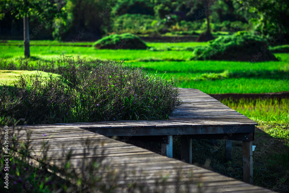 The panoramic background of the green rice fields, with wooden bridges to walk in the scenery and the wind blows through the cool blurred while traveling. The panoramic background of the green rice fields, with wooden bridges to walk in the scenery and the wind blows through the cool blurred while traveling.
