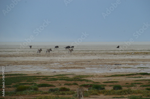 African lions hunting for zebras and ostriches in Etosha National Park, Namibia photo