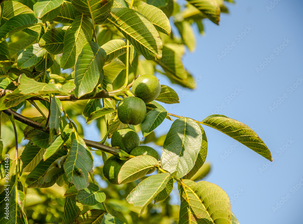 Fototapeta premium Walnuts ripening on the tree in August in Kent, England, UK.