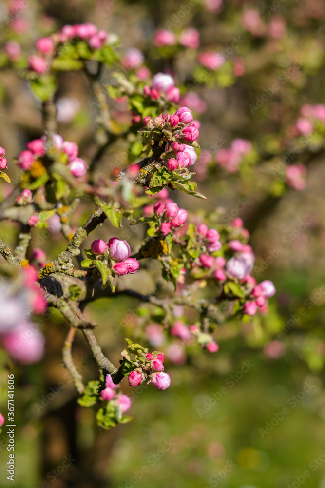 Spring Blossom Photography Session Spring Blossom Photography Session