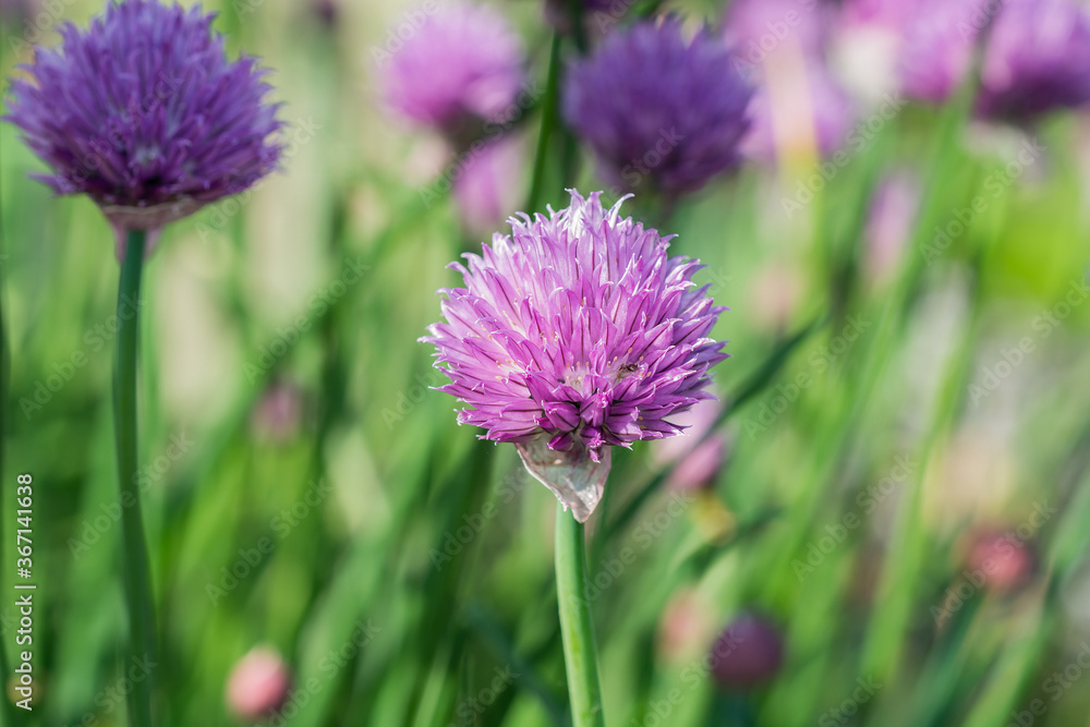 Chive flowers gently swaying in the breeze. Chive flowers gently swaying in the breeze.