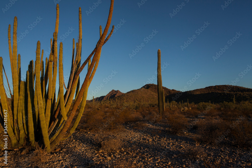 An Organ Pipe Cactus on a desert landscape An Organ Pipe Cactus on a desert landscape