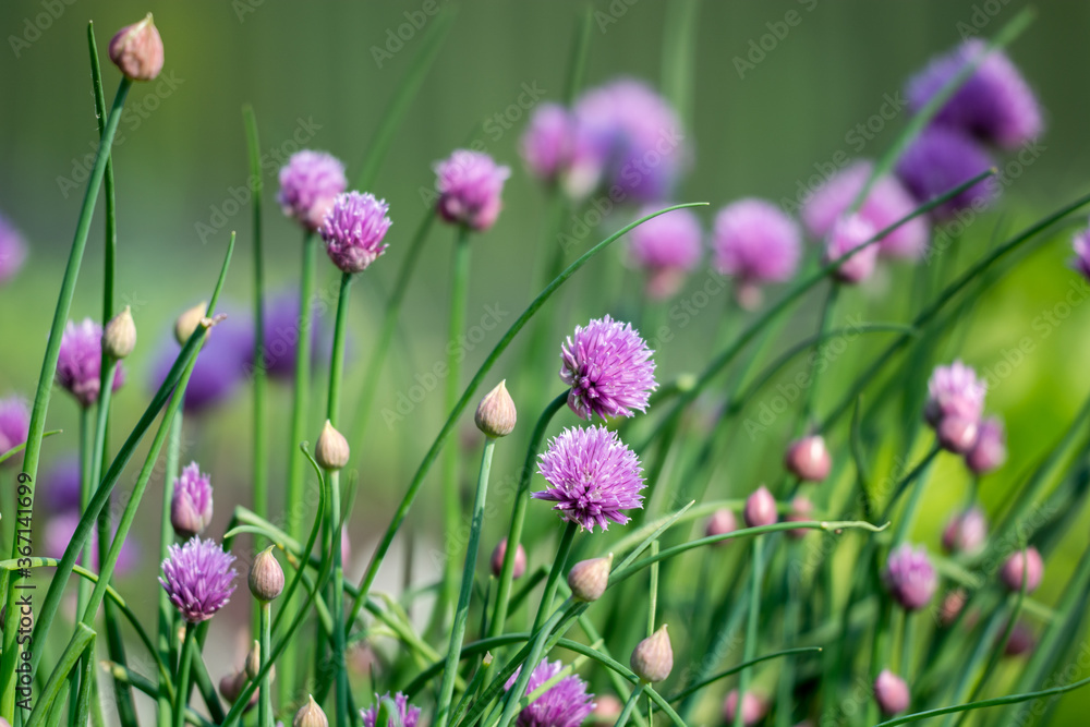 A pastel soft focus image of Chive flowers moving in the gentle spring breeze. A pastel soft focus image of Chive flowers moving in the gentle spring breeze.