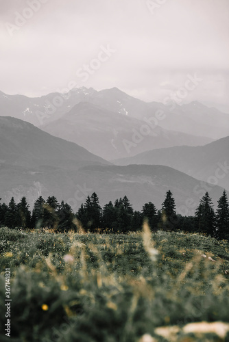 fog in the mountains