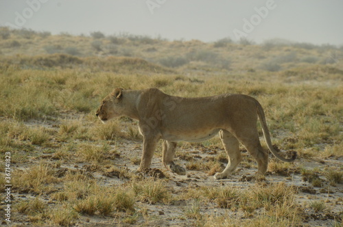 Fototapeta Naklejka Na Ścianę i Meble -  African lions hunting for zebras and ostriches in Etosha National Park, Namibia
