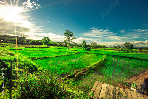 The panoramic background of the green rice fields  with wooden bridges to walk in the scenery and the wind blows through the cool blurred while traveling.