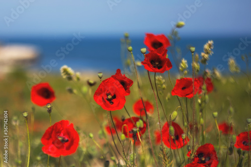 Red poppies on a background of the sea. poppy flowers on a blurry background