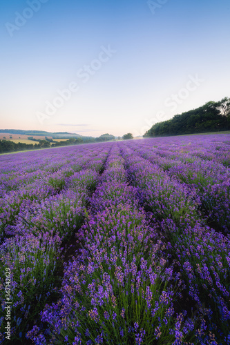Lavendel Felder Formhausen, Detmold, Teutoburger Wald, Deutschland