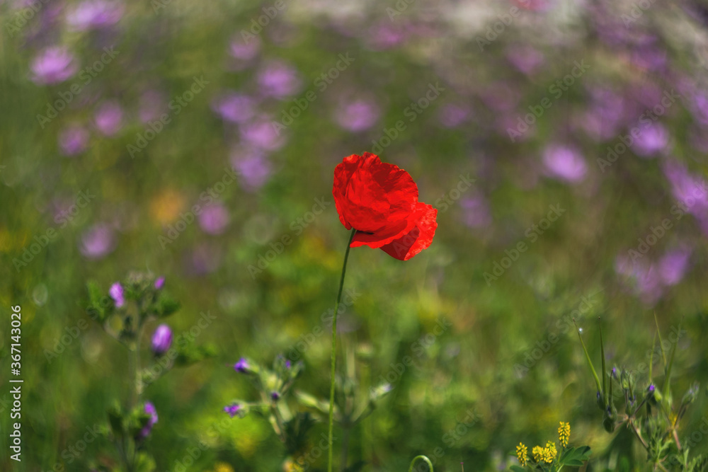 Red poppy, selective and soft focus. Poppies close-up on a blurry background with a copy of the space Red poppy, selective and soft focus. Poppies close-up on a blurry background with a copy of the space