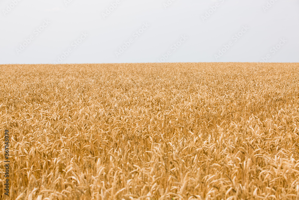Naklejka premium harvesting wheat at an agricultural enterprise
