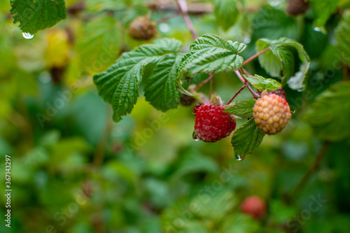 Red raspberries hang on a branch