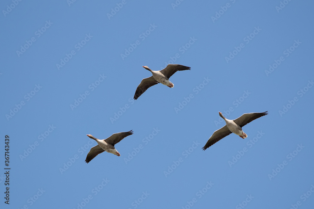 Graugänse (Anser anser) am Himmel, Niederlande, Europa Graugänse (Anser anser) am Himmel, Niederlande, Europa