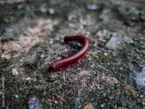 macro of a worm