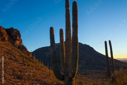 A large saguaro cactus with mountains in the background