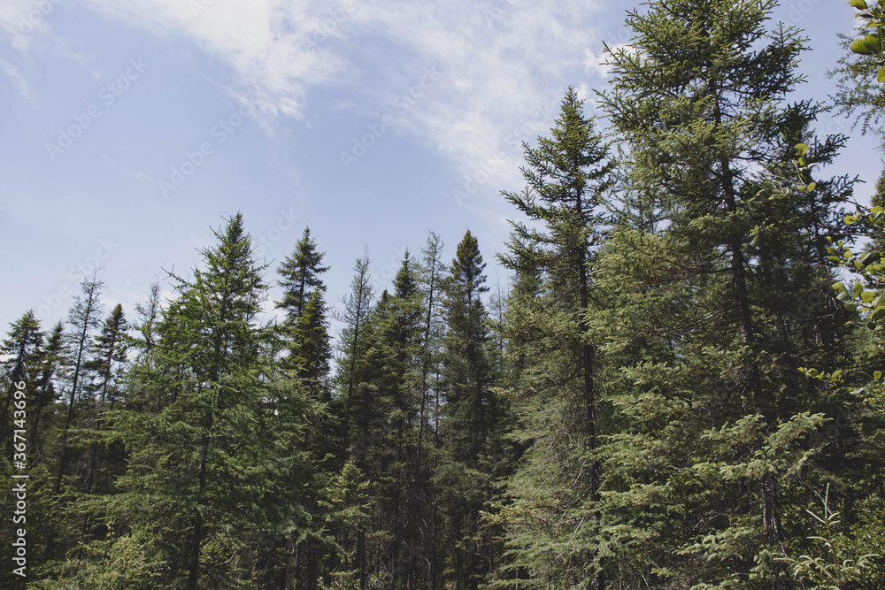 pine trees in the forest