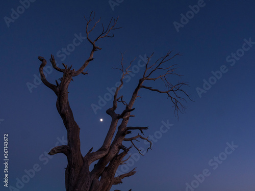 A barren tree reaching towards the moon and sky