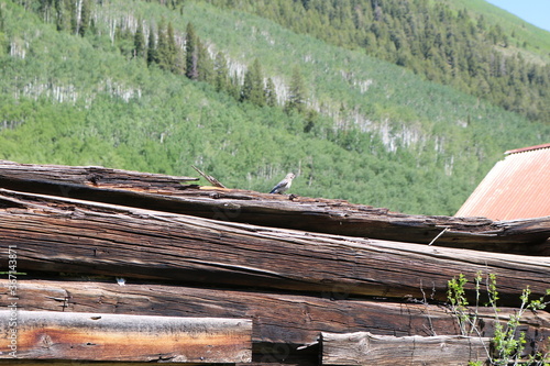 The old ghost town of Ashcroft near Aspen Colorado photo