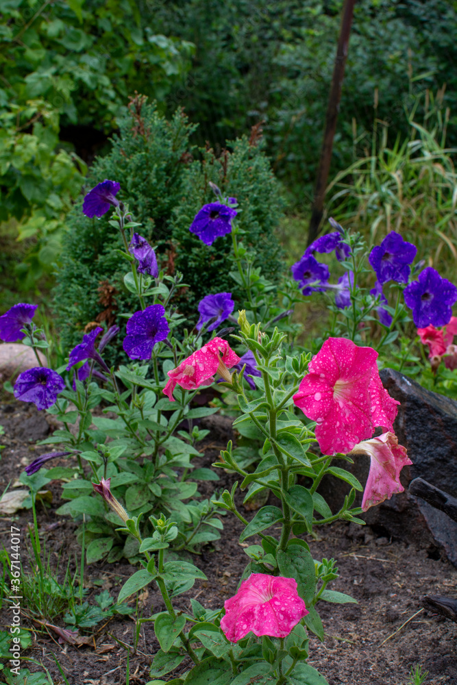 Purple and blue flowers on green background