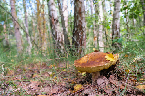 A large edible mushroom with a brown cap in a birch grove. Yellow birch leaf lies on the cap of the mushroom. Mushrooms hobby concept. Quiet hunting. Copy the space.