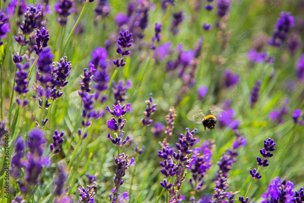 Lavender field with honey bees close-up. Lavender field with honey bees close-up.