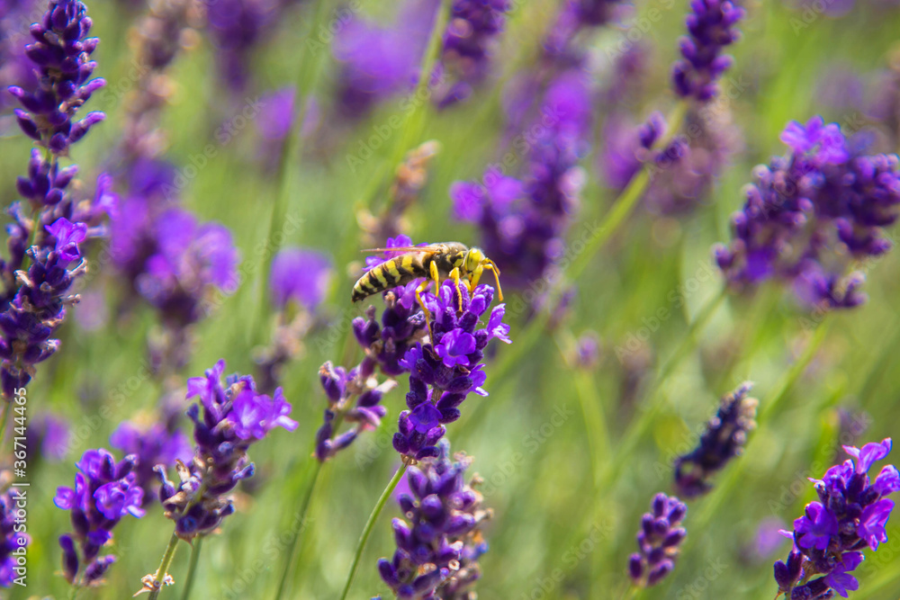 Lavender field with honey bees close-up. Lavender honey.