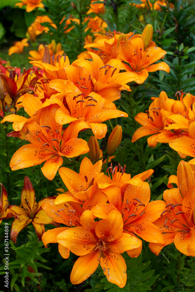 Nice lily flowers grow on a flowerbed Nice lily flowers grow on a flowerbed