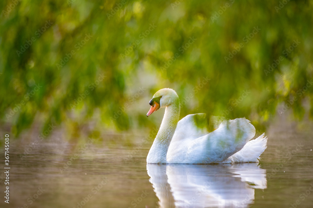 Höckerschwan (Cygnus olor), Deutschland, Europa Höckerschwan (Cygnus olor), Deutschland, Europa