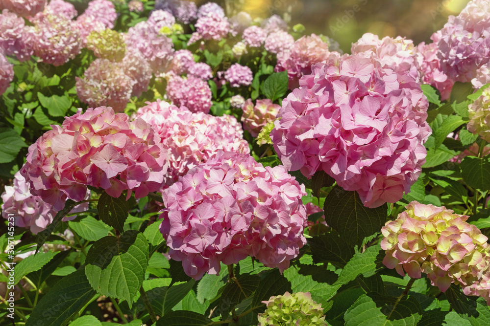 Pink flowers of hydrangea ( Hydrangea macrophylla ) in Mediterranean garden Pink flowers of hydrangea ( Hydrangea macrophylla ) in Mediterranean garden
