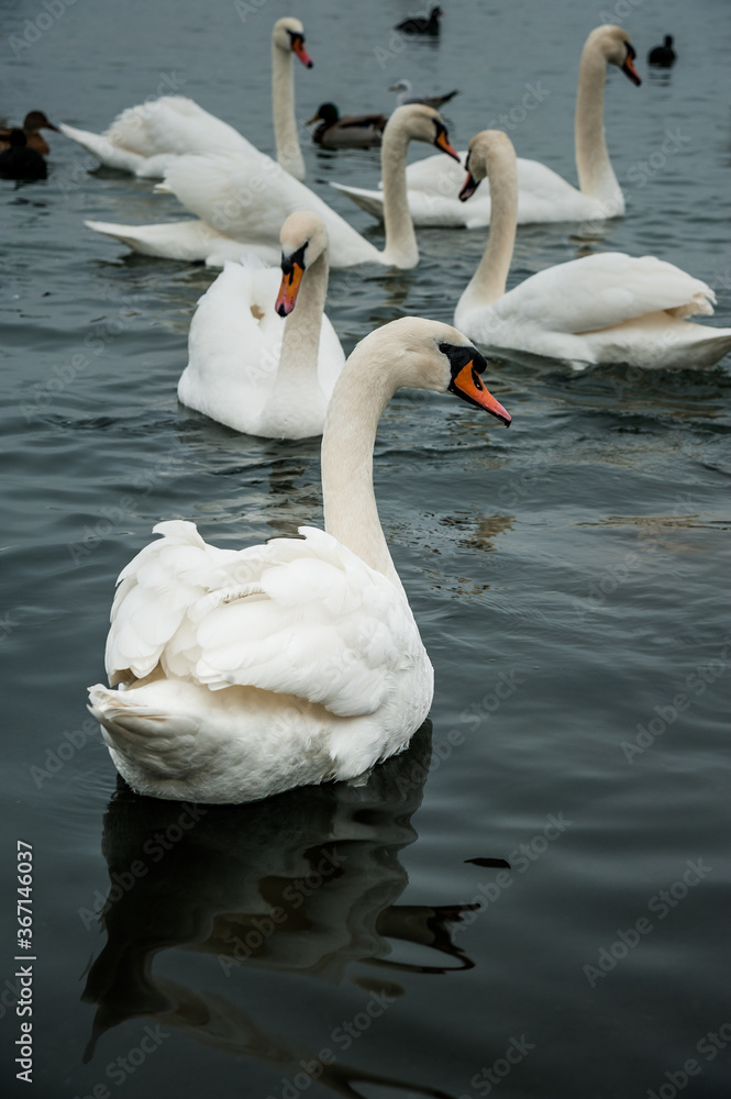 Obraz premium swans on the lake