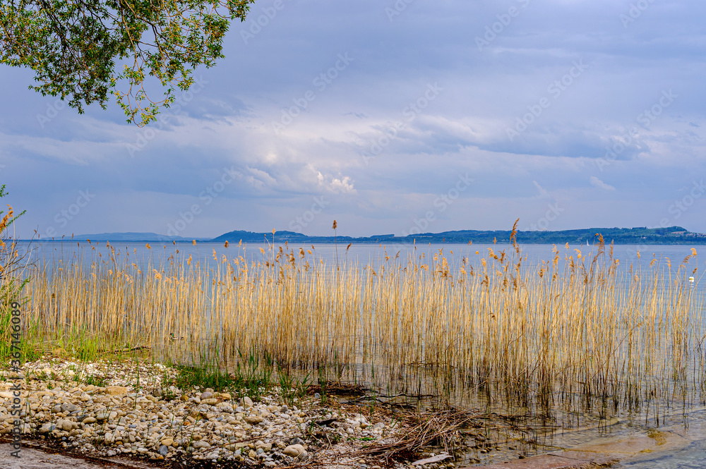 View of Lake Neuchâtel. In the background, view of the hills surrounding the lake. In the foreground, a beach of large pebbles and a massif of reeds yellowed by winter.