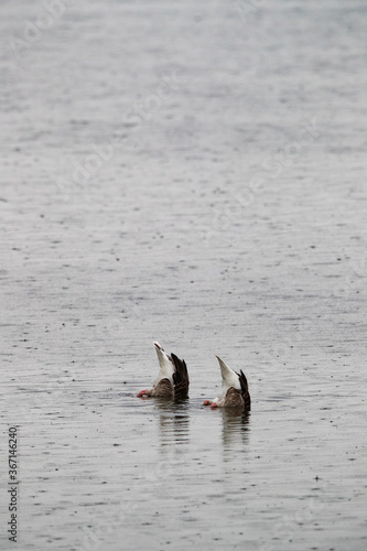 Graugans (Anser anser) im Regen, Deutschland, Europa