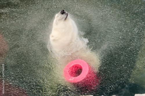 A polar bear swims a crawl on his back in the pool, the bear does active physical activity lying in the water. The animal entertains people in the zoo. photo